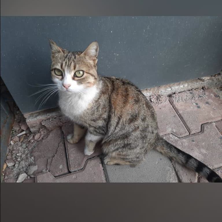 Mağaza Çalışanlarının Hayvanlara Karşı Olumsuz Tutumu Ve Kaybolan Kedim Hakkında Şikayet