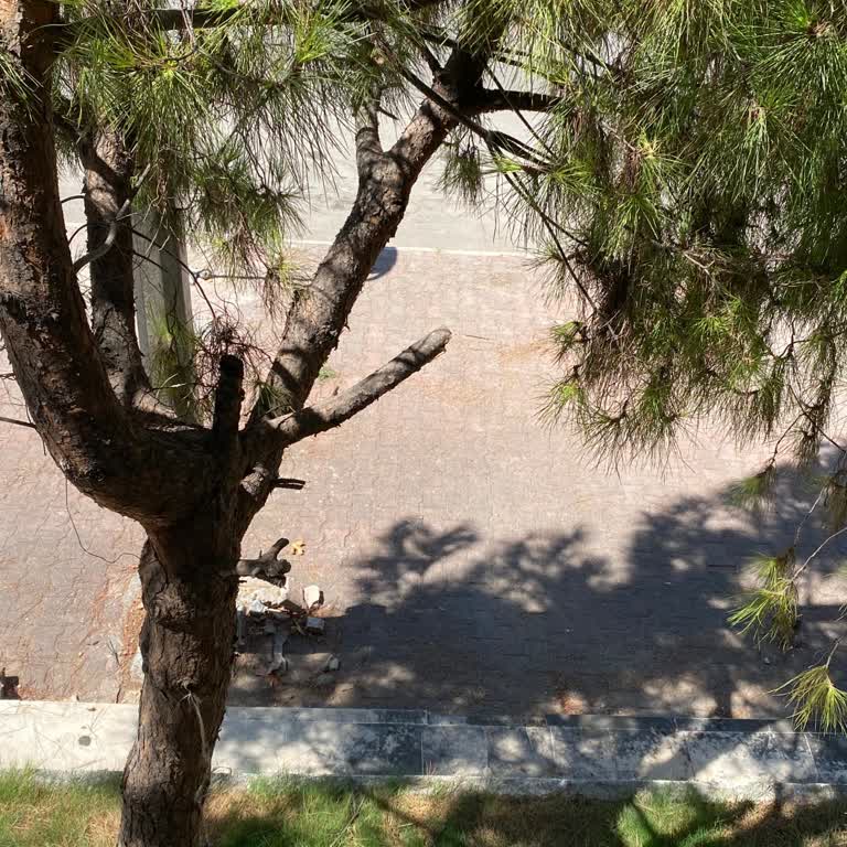 Gereksiz Ağaç Budaması Sonucu Gölge Kaybı Ve Şeffaflık Eksikliği