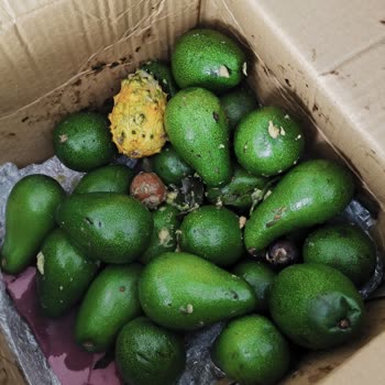 Siparişimdeki Avokadolar Çürük Ve Kutu Kötü Kokulu Geldi