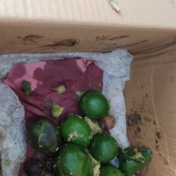 Siparişimdeki Avokadolar Çürük Ve Kutu Kötü Kokulu Geldi