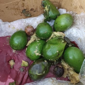 Siparişimdeki Avokadolar Çürük Ve Kutu Kötü Kokulu Geldi