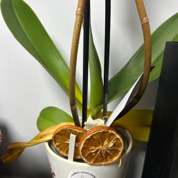 Teslim Edilen Orkide Solmuş Ve Müşteri Hizmetlerinden Dönüş Alamadım