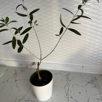 Sipariş Ettiğim Zeytin Ağacı Sağlıksız Ve Görselden Farklı Geldi