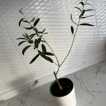 Sipariş Ettiğim Zeytin Ağacı Sağlıksız Ve Görselden Farklı Geldi