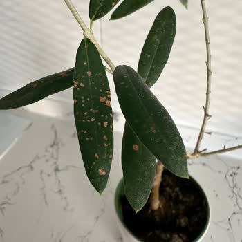 Sipariş Ettiğim Zeytin Ağacı Sağlıksız Ve Görselden Farklı Geldi