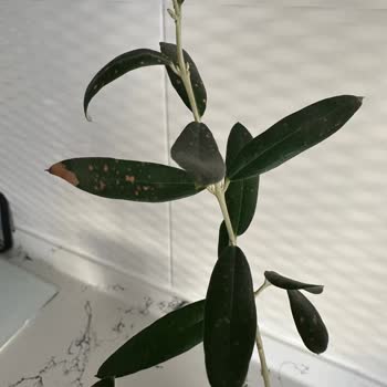 Sipariş Ettiğim Zeytin Ağacı Sağlıksız Ve Görselden Farklı Geldi