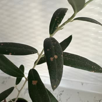 Sipariş Ettiğim Zeytin Ağacı Sağlıksız Ve Görselden Farklı Geldi