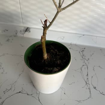 Sipariş Ettiğim Zeytin Ağacı Sağlıksız Ve Görselden Farklı Geldi