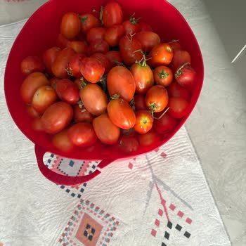 Aldığım Domatesler Çöp Gibiydi, Ücret İadesi Ve Çözüm Bekliyorum