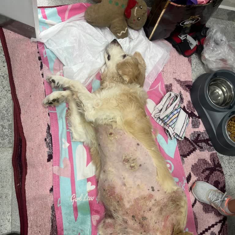 Petsmile Çayyolu Köpeğime Yetersiz Tedavi, Kötü Hijyen Ve Şeffaf Olmayan Faturalandırma!