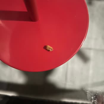 Tadelle Çikolatanın İçinden Yabancı Cisim Çıkması Nedeniyle Hayal Kırıklığı