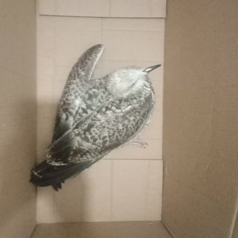 Yaralı Martı İçin Belediye Veteriner Hizmetlerinden Zamanında Destek Alınamıyor