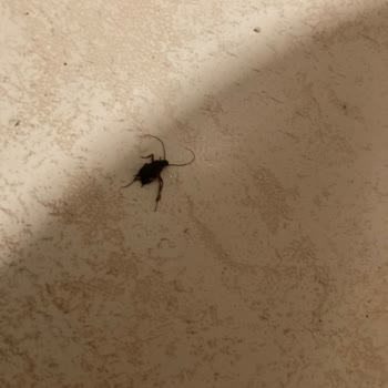 Kötü Hijyen, İlgisiz Yönetim Ve Sağlık Sorunları: Seahorse Otel’de Hayal Kırıklığı