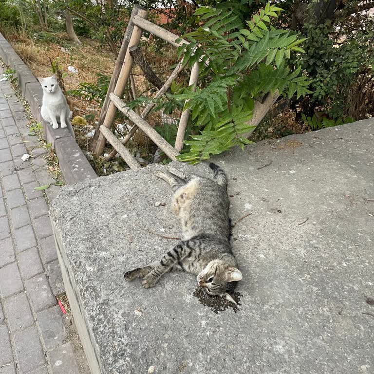 Cadde Hız ve Kasis Sorunu ile İletişim Hattı İlgisizliği