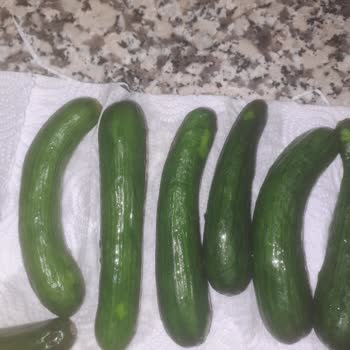 Buzdolabında Sebzelik Kısmı Terleme Ve Çürüme Sorunu Yaşanıyor