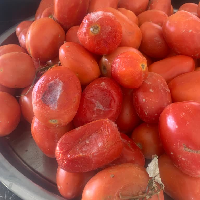 Migros Sanal Marketten Aldığım Domateslerin Çoğu Çürük Ve Ezik Çıktı