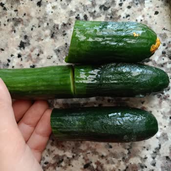 Profilo Buzdolabında Sürekli Arıza Ve Çözüm Eksikliği Nedeniyle Mağduriyet