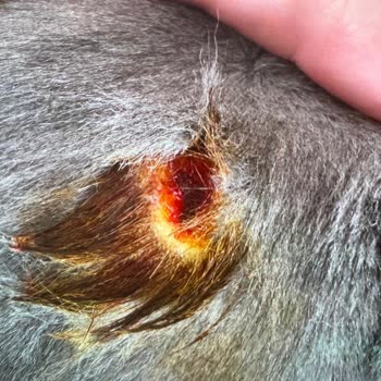 Veteriner Kliniğinde Yanlış İşlem Sonucu Kedimin Sağlığı Bozuldu