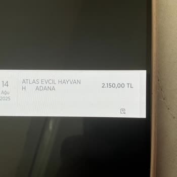 Veteriner Kliniğinde Yanlış İşlem Sonucu Kedimin Sağlığı Bozuldu