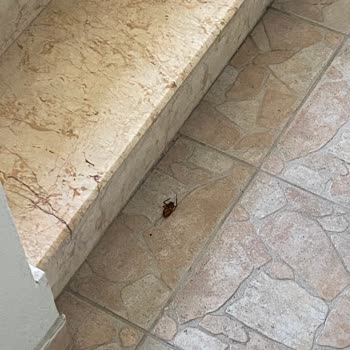 Alanya Dreams Apart Otel'de Hijyen Ve Hizmet Sorunlarıyla Mağduriyet