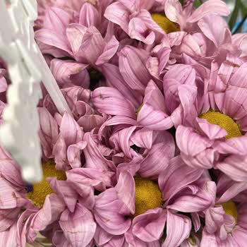 Solmuş Ve Taze Olmayan Çiçek Teslimatı Hayal Kırıklığı Yarattı