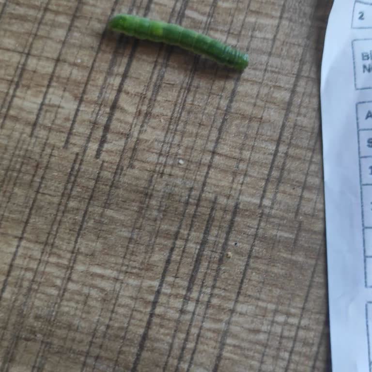 Aldığım Üründen Kurt Çıktı Ulaşacak Muhatap Bulamıyorum