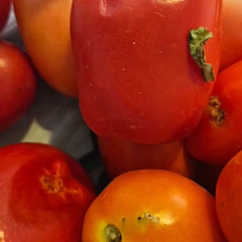 Migros’tan Çürük Domates Teslimatı Ve Çözülmeyen İade Sorunu