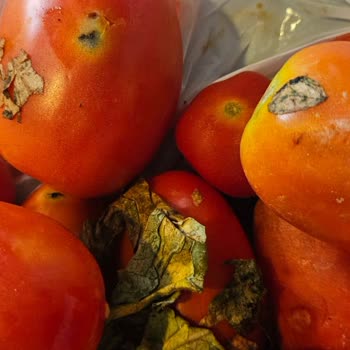 Migros’tan Çürük Domates Teslimatı Ve Çözülmeyen İade Sorunu