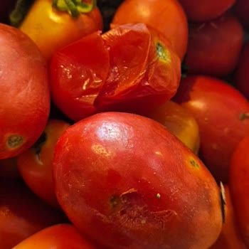 Migros’tan Çürük Domates Teslimatı Ve Çözülmeyen İade Sorunu