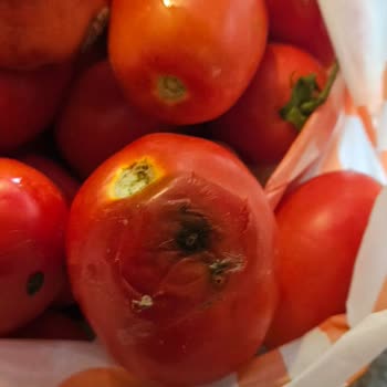 Migros’tan Çürük Domates Teslimatı Ve Çözülmeyen İade Sorunu