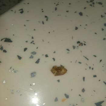 Konserve Turşuda Böcek Şoku: Sağlığımız Tehlikede!