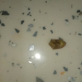 Konserve Turşuda Böcek Şoku: Sağlığımız Tehlikede!