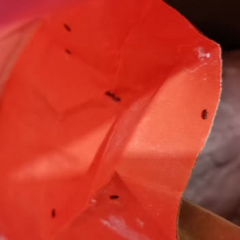 Aldığım Unda Böcek Çıktı, Hijyen Ve Sağlık Riski Yaşadım