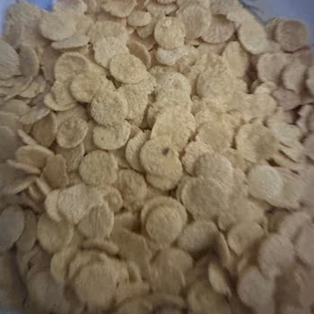 Aldığım Mısır Gevreğinde Böcek Çıkması Nedeniyle Para İadesi Talebim