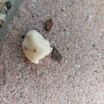 Un Paketinden Kurt Çıktı, Market İlgisiz Davrandı