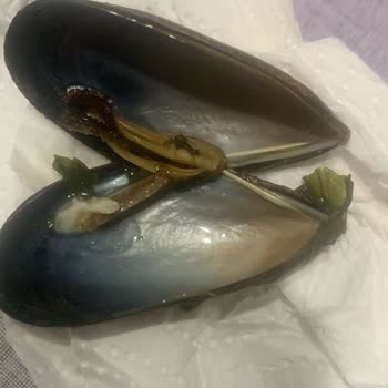 Boş Midyeler Ve İlgisiz Müşteri Hizmetleri Nedeniyle Mağduriyet Yaşadım