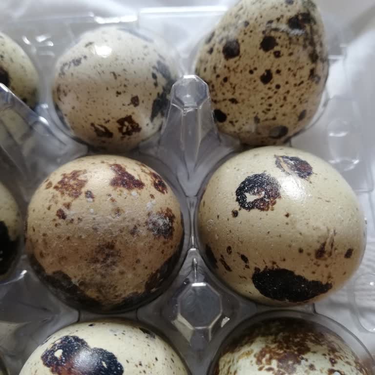 Teslim Edilen Bıldırcın Yumurtasında Küf Ve Sağlıksız Ürün Sorunu Yaşadım