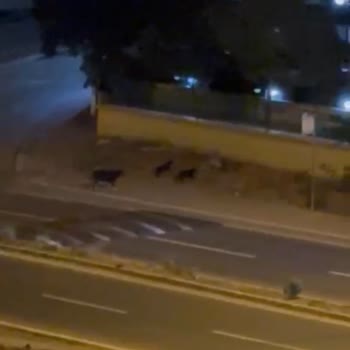 Kocaeli Büyükşehir Belediyesi Başıboş Köpek Sorunu