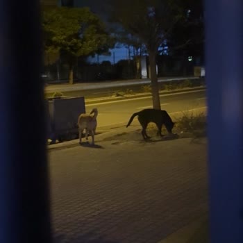 Kocaeli Büyükşehir Belediyesi Başıboş Köpek Sorunu