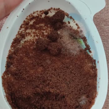 Son Kullanma Tarihi Geçmemiş Ozmo Cool Egg Yumurtada Küf Şoku Ve Sağlık Endişesi