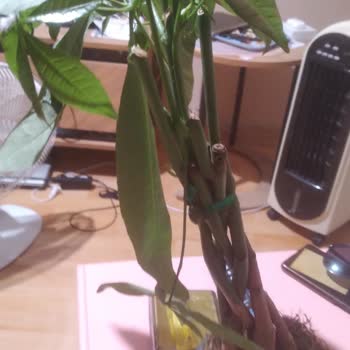 Geç Teslimat Ve Hasarlı Ürünle Sürprizim Mahvoldu