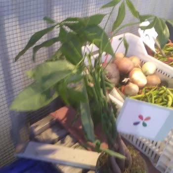 Geç Teslimat Ve Hasarlı Ürünle Sürprizim Mahvoldu