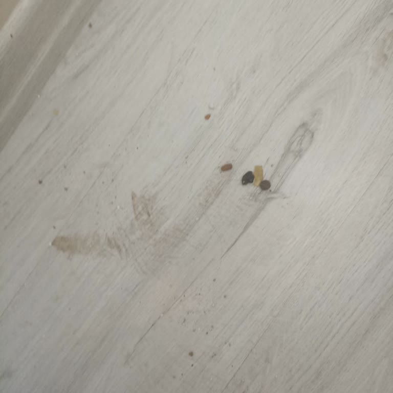 Philips Dikey Süpürge Kedi Kumu Ve Mama Parçalarını Yeterince Toplamıyor, Temizlikte Zorluk Yaşatıyor