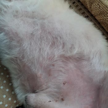 Show Pet Kuaför Yetkili Hatasını Kabul Etmedi Ve Herhangi Bir Çözüm Sunmadı!