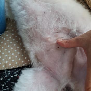 Show Pet Kuaför Yetkili Hatasını Kabul Etmedi Ve Herhangi Bir Çözüm Sunmadı!