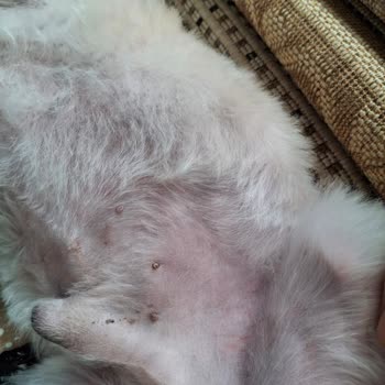 Show Pet Kuaför Yetkili Hatasını Kabul Etmedi Ve Herhangi Bir Çözüm Sunmadı!