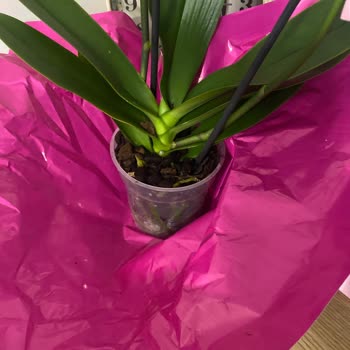 Çiçek Sepeti Teslim Edilmemiş Ve Eksik Ürün, Yetersiz Müşteri Hizmeti!