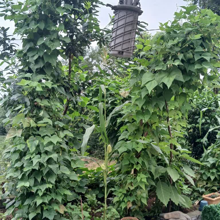 Bahçemde Sarkan Türk Telekom Kablosu Çocuklar İçin Tehlike Oluşturuyor