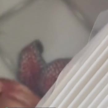 Benri Cep Mendili Paketi Yırtık