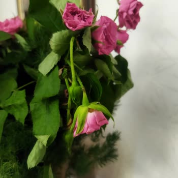 Özel Günümüzde Solmuş Ve Susuz Güller Hayal Kırıklığı Yarattı